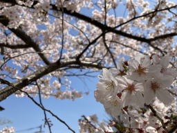 �����񍐎ʐ^